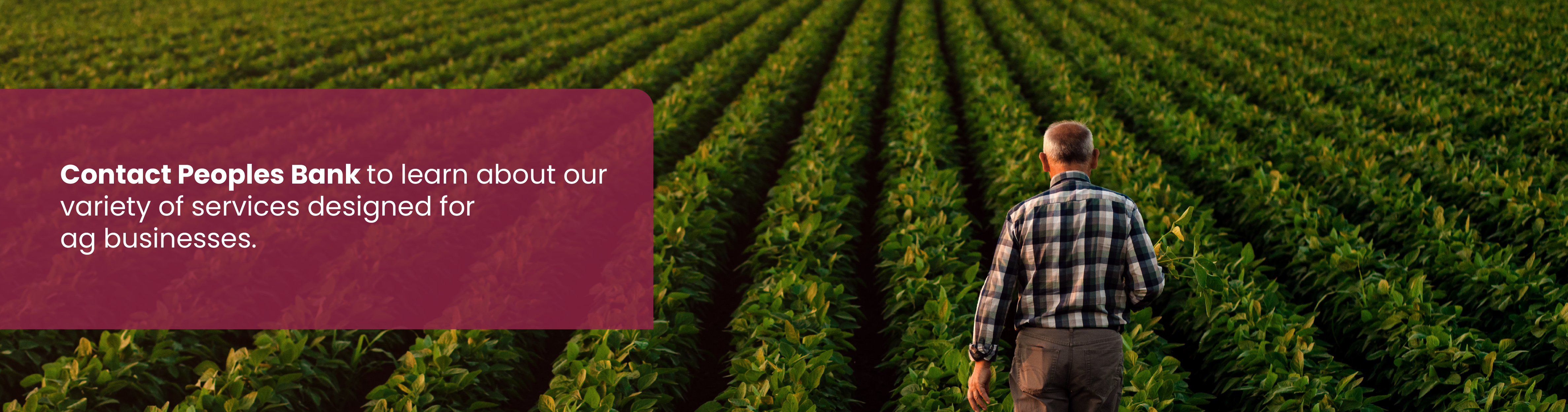 Man in soybean field. Text: Contact Peoples Bank to learn about our variety of services designed for ag businesses.