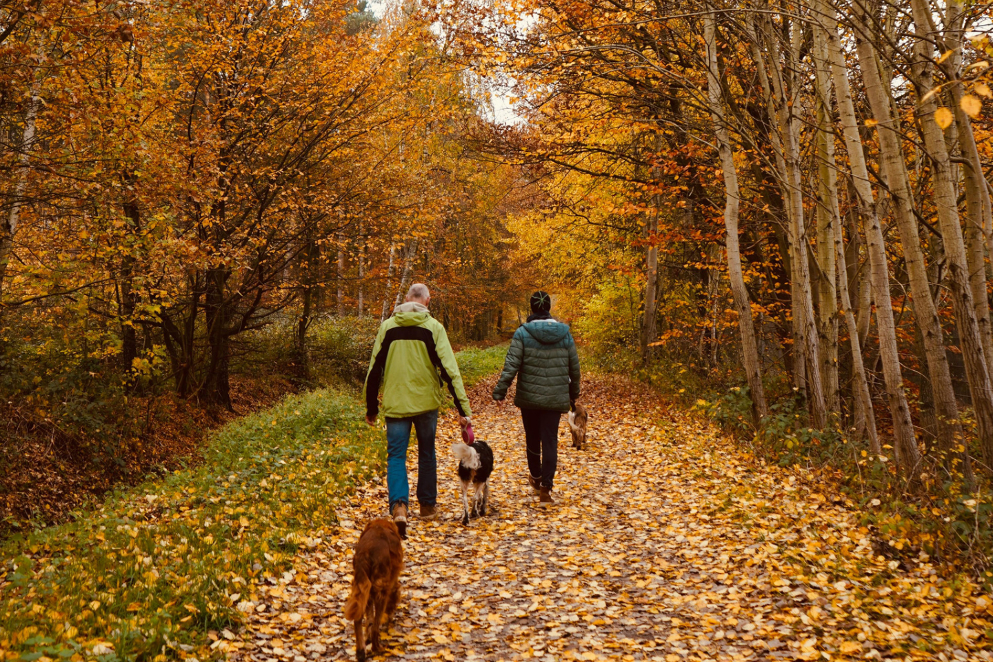 couple walking dogs in the fall leaves