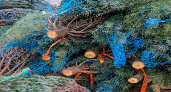 Christmas trees on a pile