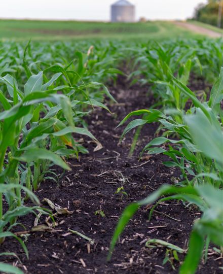 cornfield